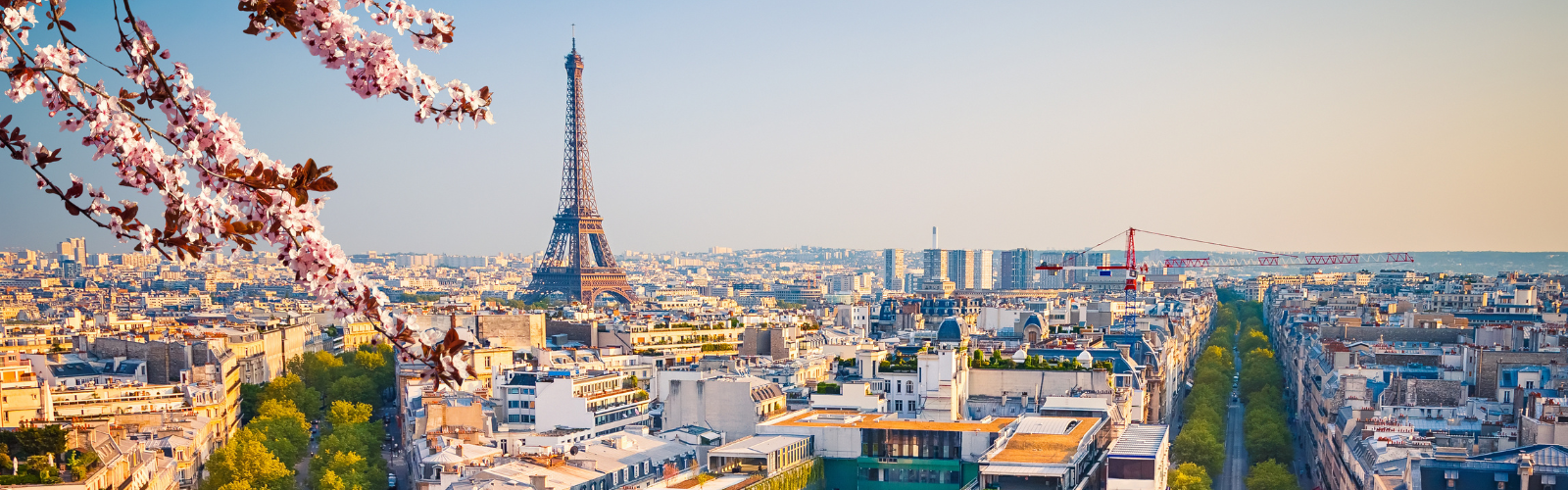 Paris city skyline during spring. A cherry blossom tree is in the foreground with the Eiffel Tower in the background.